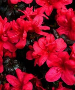 Rododendron (Azalia) 'Marushka' poj, 2L