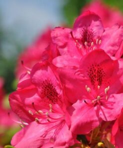 Rododendron (Azalia) Nova Zembla poj, 2L