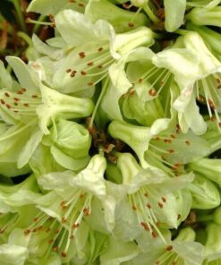 Rododendron (Azalia) Shamrock poj, 2L