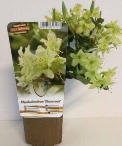 Alternative view of Rododendron (Azalia) Shamrock poj, 2L