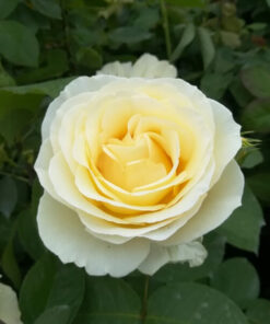 Róża wielkokwiatowa 'Chopin' poj, 2l