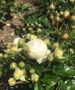 Alternative view of Róża wielkokwiatowa 'Chopin' poj, 2l