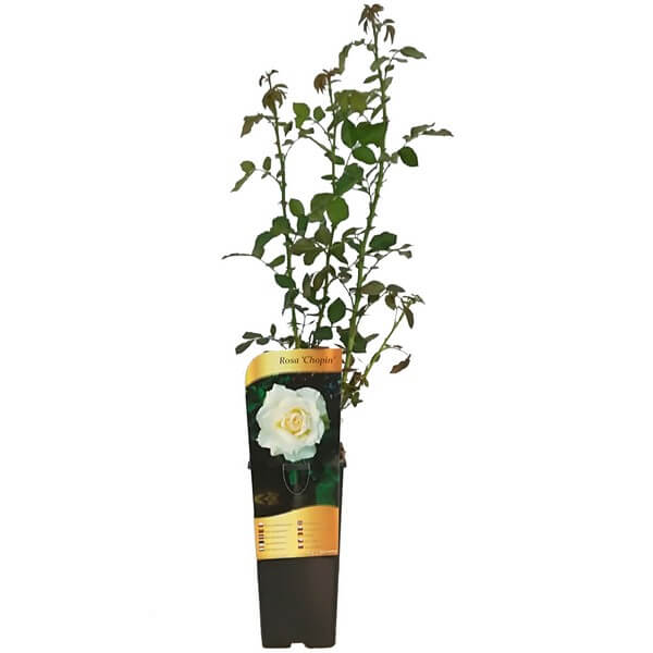 Róża wielkokwiatowa 'Chopin' poj, 2l - obrazek 3