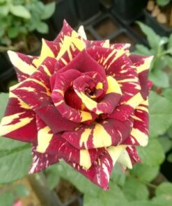 Róża wielkokwiatowa 'Ewenement' poj, 2l