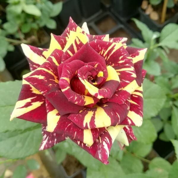 Róża wielkokwiatowa 'Ewenement' poj, 2l