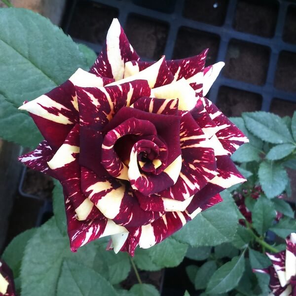 Róża wielkokwiatowa 'Ewenement' poj, 2l - obrazek 2