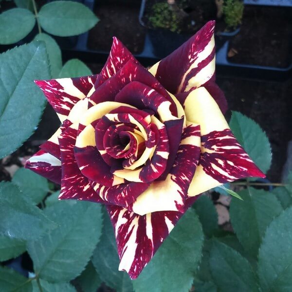 Róża wielkokwiatowa 'Ewenement' poj, 2l - obrazek 3