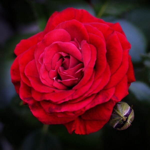 Róża wielkokwiatowa 'Fulgurante' poj, 2l - obrazek 3