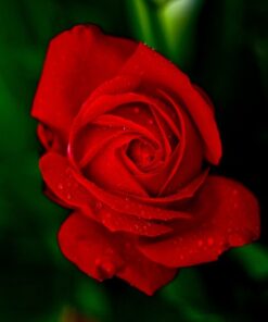 Róża wielkokwiatowa 'Fulgurante' poj, 2l