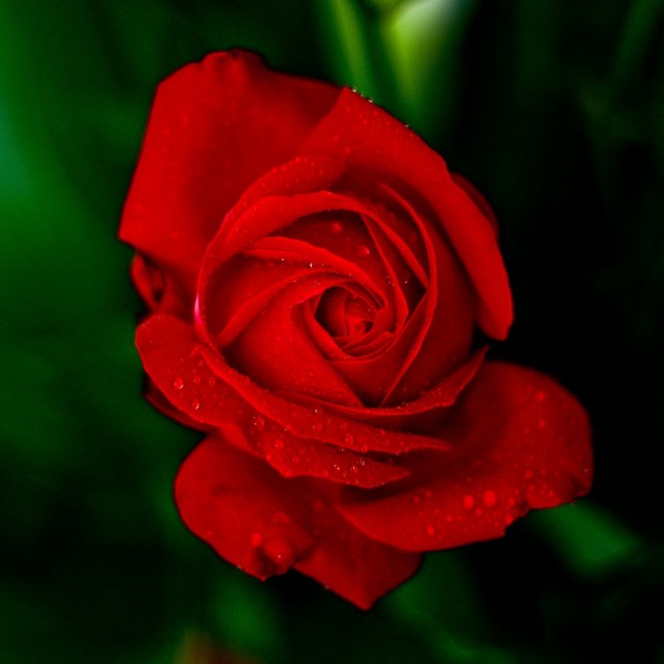 Róża wielkokwiatowa 'Fulgurante' poj, 2l