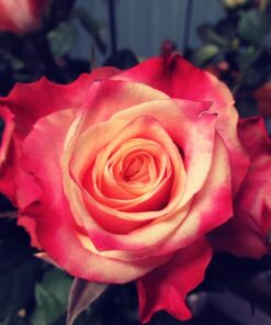 Róża wielkokwiatowa 'Lady Kenna' poj, 2l