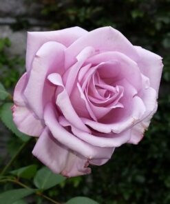 Róża wielkokwiatowa 'Lilla Wunder' poj, 2l