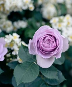 Alternative view of Róża wielkokwiatowa 'Lilla Wunder' poj, 2l