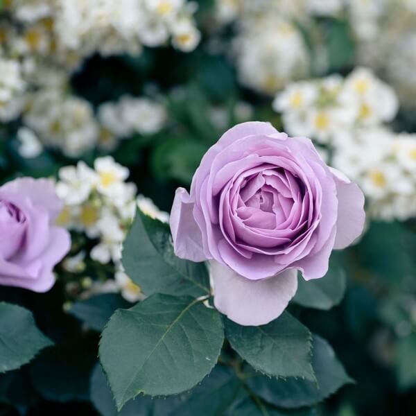 Róża wielkokwiatowa 'Lilla Wunder' poj, 2l - obrazek 2