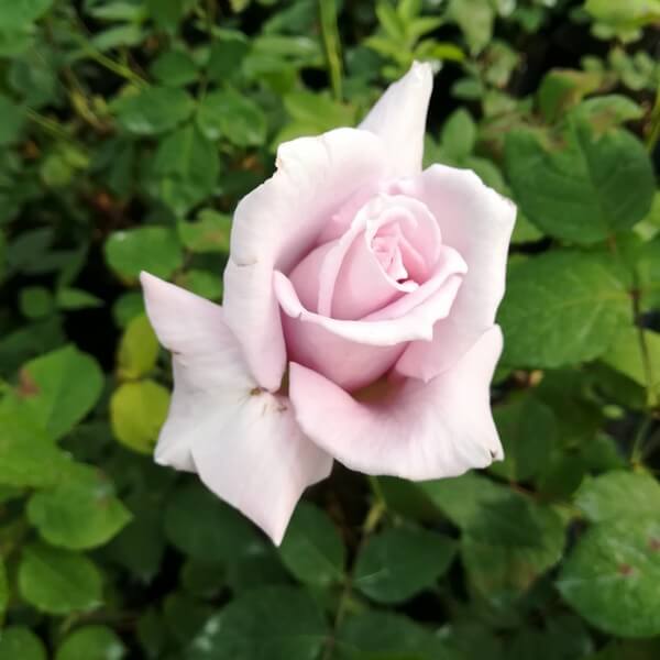 Róża wielkokwiatowa 'Lilla Wunder' poj, 2l - obrazek 4