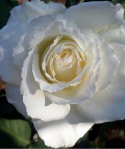 Róża wielkokwiatowa 'Mount Shasta' poj, 2l