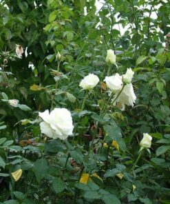 Alternative view of Róża wielkokwiatowa 'Mount Shasta' poj, 2l