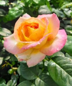 Alternative view of Róża Wielkokwiatowa 'Peace' poj, 2l