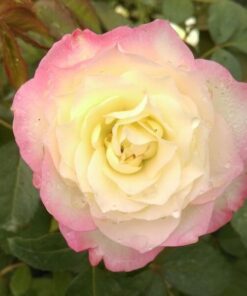 Róża Wielkokwiatowa 'Peace' poj, 2l