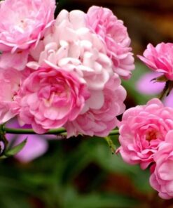 Róża pnąca 'Pink Cloud' poj, 4L