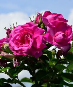 Alternative view of Róża pnąca 'Pink Cloud' poj, 4L