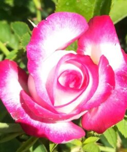 Róża wielkokwiatowa 'Princess Mia' poj, 2l