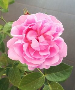 Róża wielkokwiatowa 'Santos' poj, 2l