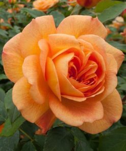 Alternative view of Róża wielkokwiatowa 'Sika' poj, 4L