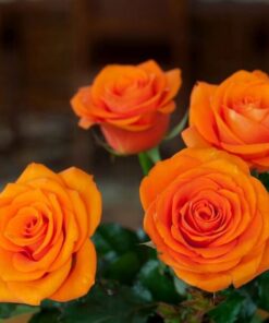 Róża wielkokwiatowa 'Sika' poj, 4L