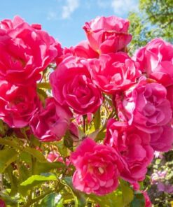 Róża rabatowa 'The Fairy' poj, 2L