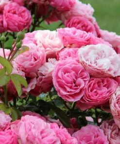 Alternative view of Róża rabatowa 'The Fairy' poj, 2L