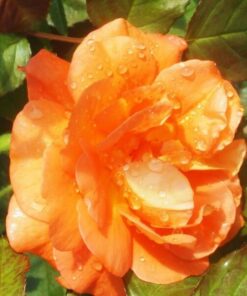 Róża pnąca 'Westerland' poj, 2L