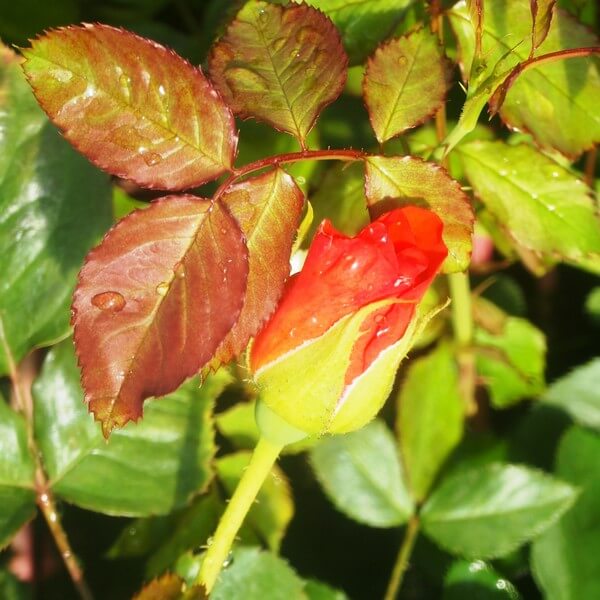 Róża pnąca 'Westerland' poj, 2L - obrazek 5