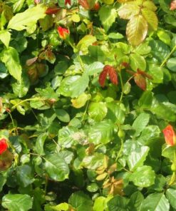 Alternative view of Róża pnąca 'Westerland' poj, 2L