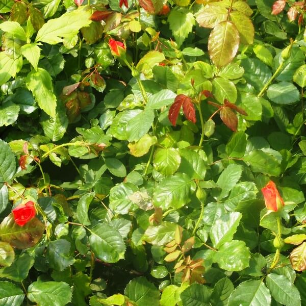 Róża pnąca 'Westerland' poj, 2L - obrazek 2