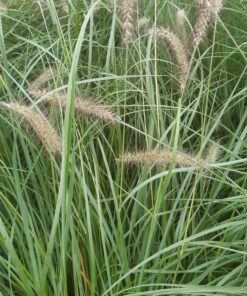 Alternative view of Rozplenica Japońska LADY U poj. 4L