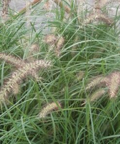 Rozplenica Japońska LADY U poj. 4L