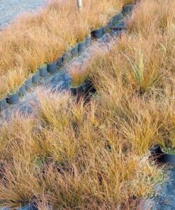 Turzyca ceglasta PRAIRIE FIRE poj, 4L