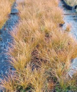 Alternative view of Turzyca ceglasta PRAIRIE FIRE poj, 4L