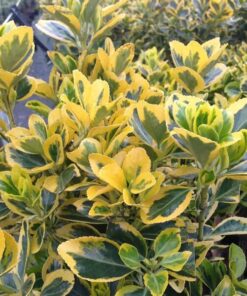 Trzmielina 'Emerald Gold' P9/C1