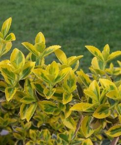 Alternative view of Trzmielina 'Emerald Gold' P9/C1