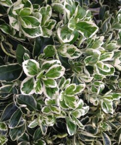 Trzmielina Fortunea 'Harlequin' P9/C1