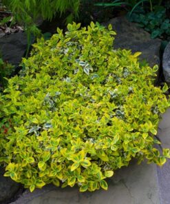 Alternative view of Trzmielina Fortunea 'Harlequin' P9/C1