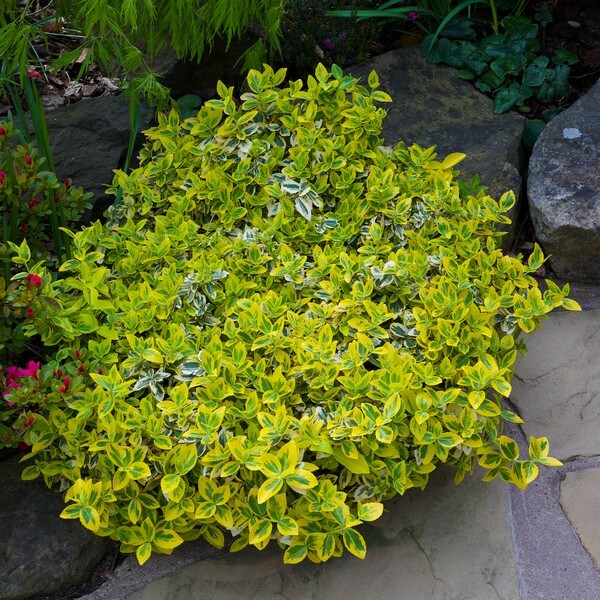 Trzmielina Fortunea 'Harlequin' poj. 2 L - obrazek 2