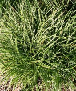 Turzyca Morrowa 'Ice Dance' poj, 4L