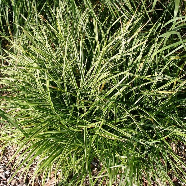 Turzyca Morrowa 'Ice Dance' poj, 4L