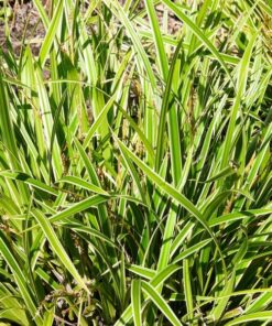 Alternative view of Turzyca Morrowa 'Ice Dance' poj, 4L