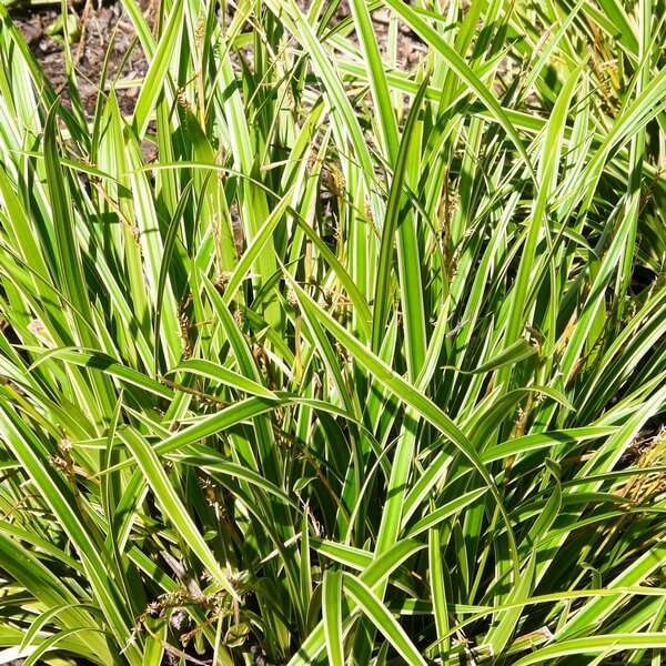 Turzyca Morrowa 'Ice Dance' poj, 4L - obrazek 2