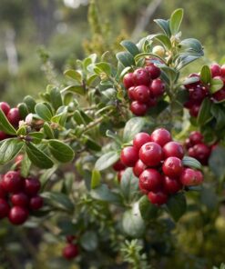 Alternative view of Żurawina 'Howes' P9/C1