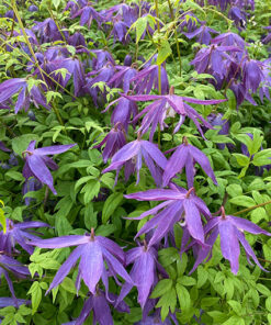 Alternative view of Clematis 'Maidwell Hall' poj, 4L